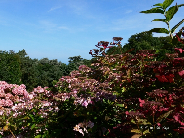 Bois des Moutiers  (41) Summer 2012